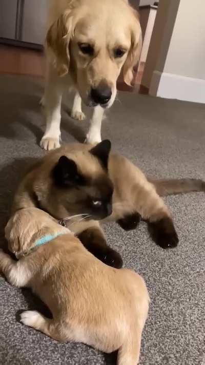 When you applied for babysitter job and now it's time to test of your skills !! 🥰🥰