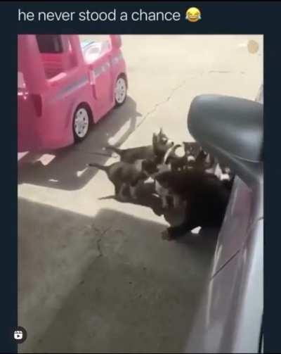 Husky apocalypse😅