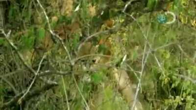 Three men casually steal meat from lions