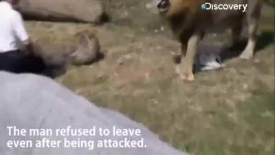 Man refuses to leave the enclosure after being attacked by lions!