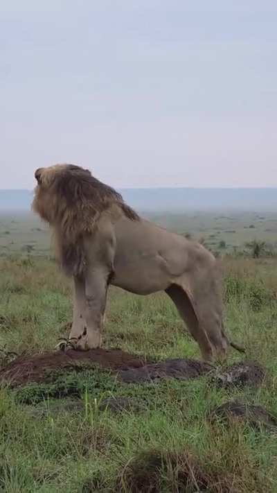 Nzuri the gorgeous one on the lookout this morning