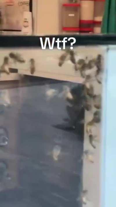 Bee friendly Krispy Kreme