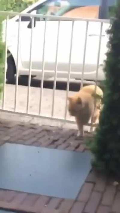 Коты это жидкость...