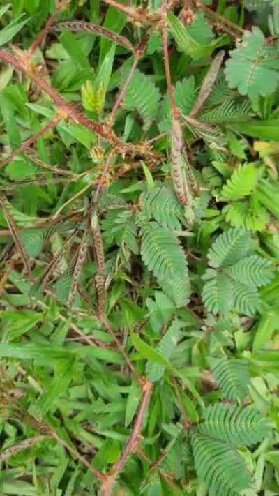 Planta que dorme, alguém conhece?