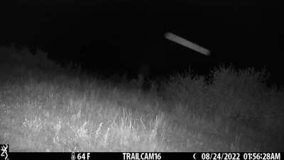 Coyotes in a Nebraska bison pasture