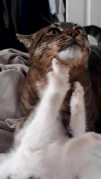 Adopted kitten trying to get his big brother to play! Is screaming a good method? lol