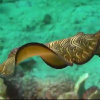 WEEK 27 OF FLAT WORM FRIDAY