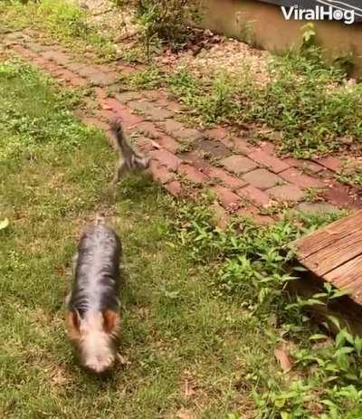 Ziggy the baby Emu plays with Paris the Yorkshire Terrier