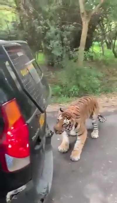 Tiger chews off and pulls an SUV full of people!! Near Theppakadu, India.