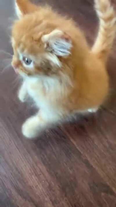 Meet my friend's new kitten Luffy! Dinner time was missed by 0.001s