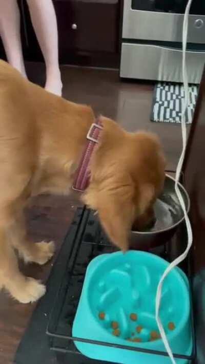 My dog discovered how to blow bubbles today in her water dish