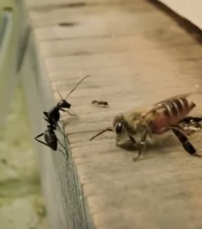 🔥japanese honey bee yeeting ants away from hive with their wings