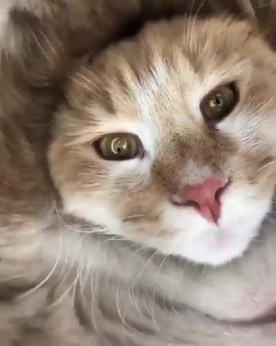 cat checks the camera in a tube