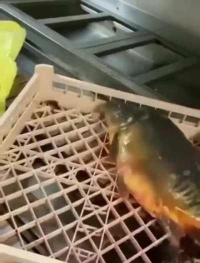 This fish still trying to escape the inevitable (that has already happened)