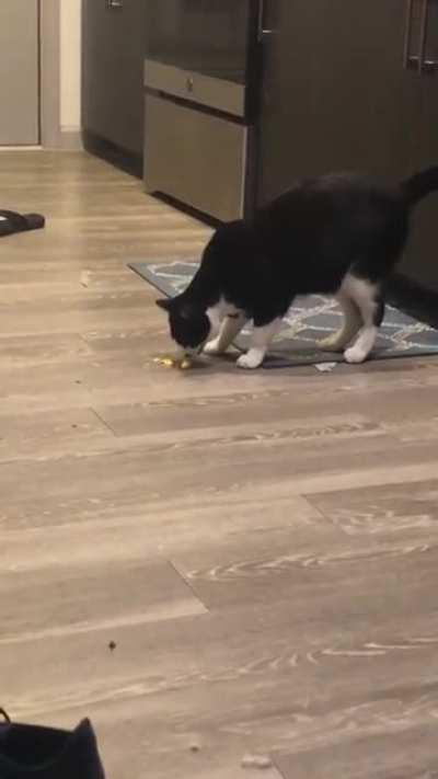 Touch tha scrambled egg