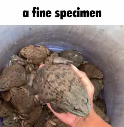 mmm myes a fine specimen