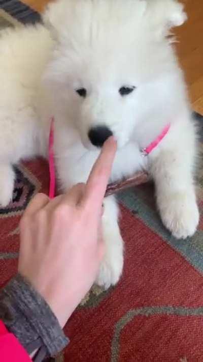 Just a baby polar bear @freyacloud