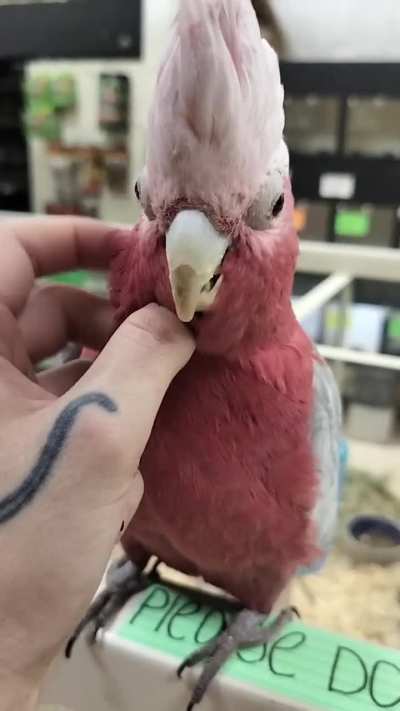 I'm in love with this Rose Breasted Cockatoo