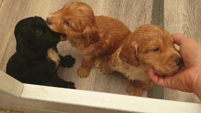 Can I fit your whole head in my mouth?