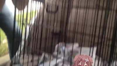 My first encounter with hololive.