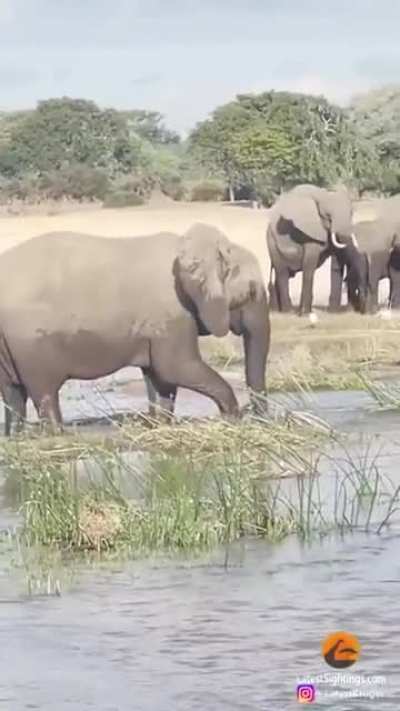 Elephant kills crocodile
