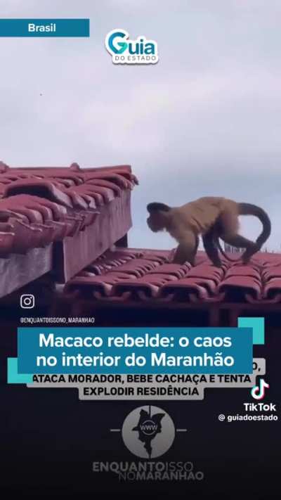 O macaco meliante maranhense 