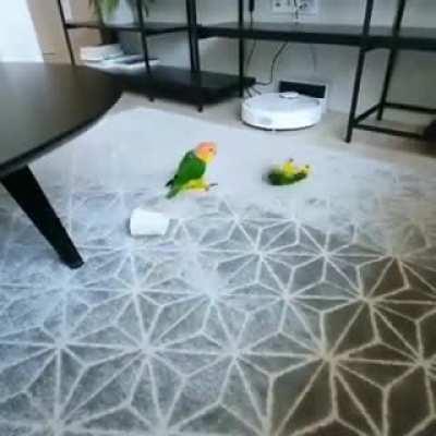 BiRd BrUtAlLy AtTaCkS HiS fRiEnD