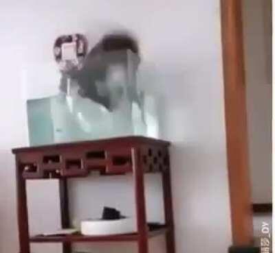 Just gonna casually jump on the fish tank