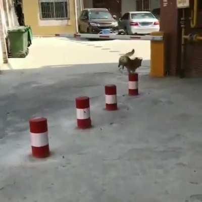 HMK while I do a stunt.