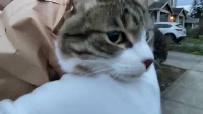 He likes to be carried around in a paper bag in the house so I thought I'd try it outside. He didn't try to jump out and just relaxed, enjoying the sights. I've become that eccentric neighbor who walks the streets clutching her cat in a paper bag.