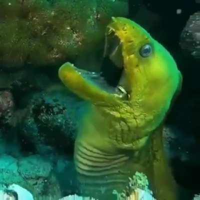🔥 When it swims on the reef and has two sets of teeth that’s A-MORAY 🔥