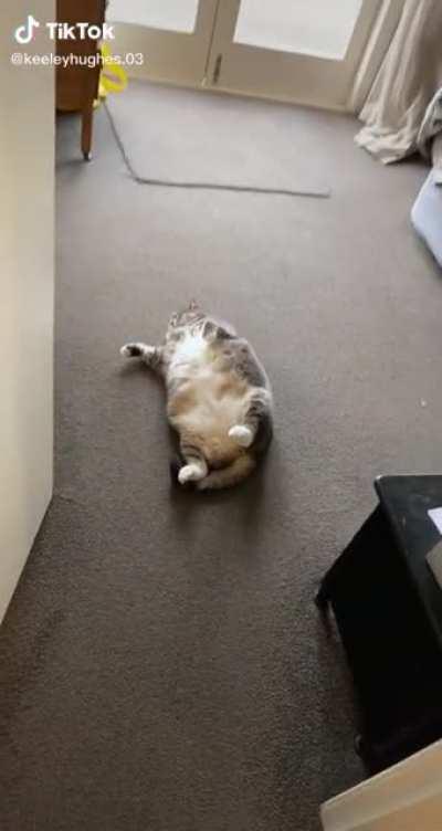 Chonker chonkin