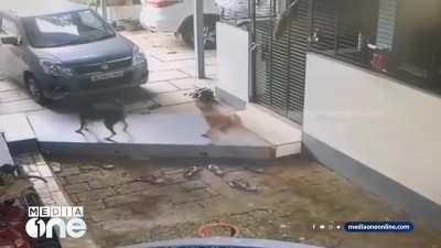 Survival Mode Activated.