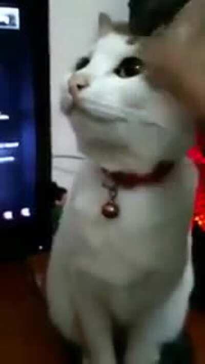 Cat sees a bug on the wall