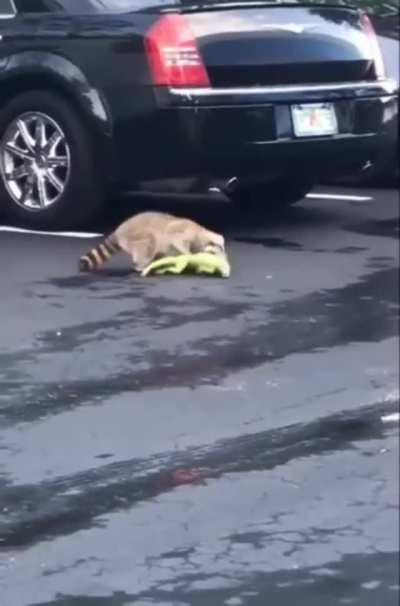 Racoon vs Iguana