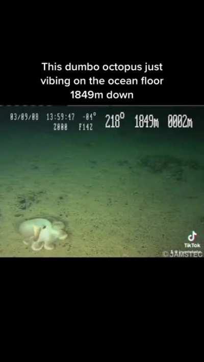 silly octopus having fun on the ocean floor
