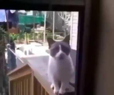 ALLAH DİYEN KEDİ HADİ ATAYİZTLER BUNU AÇIKLAYIN SUPHANALLAH