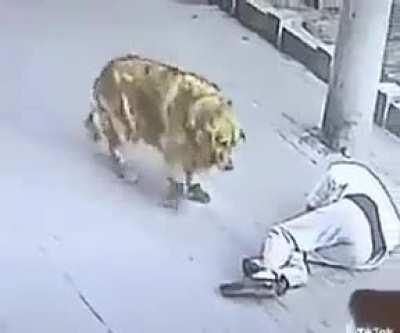 Cat falls from sky, knocking out a man, and then fights a dog wearing shoes