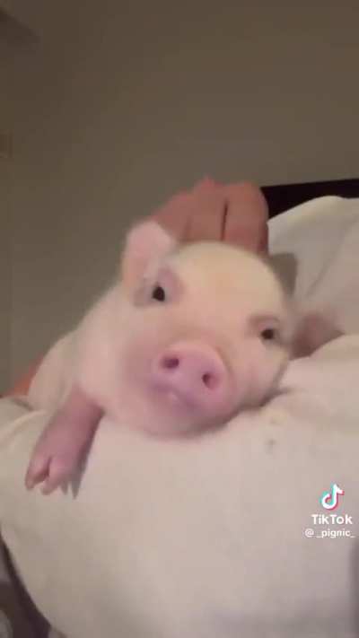 Who up stroking they hoggus