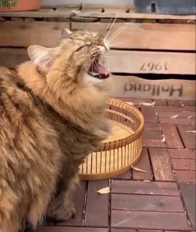 pSycHO CaT fIrEs bArrAge oF BuLLetS, sHoOTs DoWn pLaNE