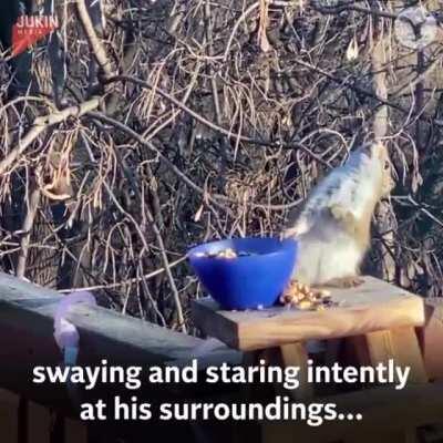 Squirrel gets drunk on pears