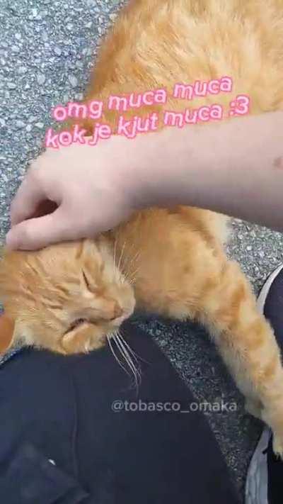 Guys I found a cute kitty :3