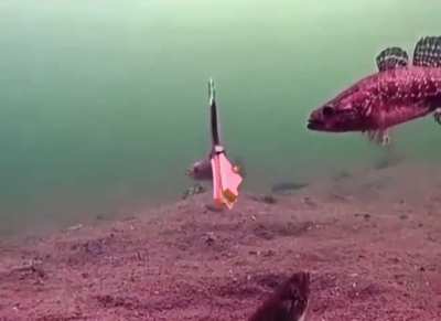 TF2 fish heavy  HEAVY sandvich is a spy