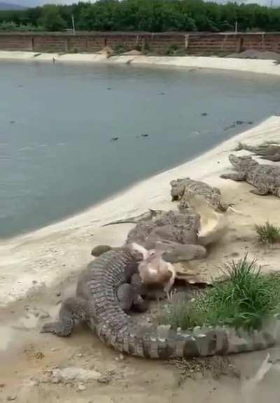 Слабоумие без отваги