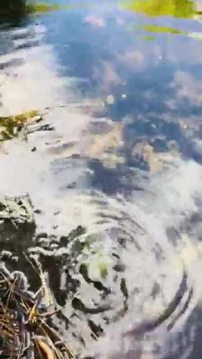 Releasing baby turtle in pond