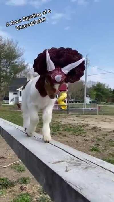 From the goatacious period