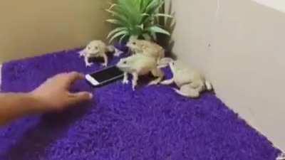 Frog Gang, guardians of the phone, and protectors of evil