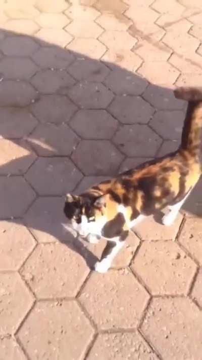 Cat sees his friend after a long time 😺