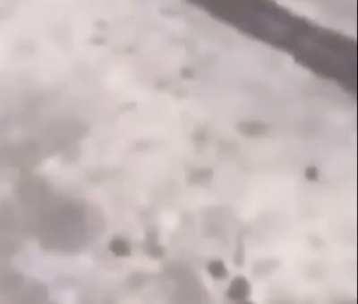 Not one to be played with