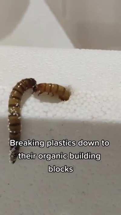 Plastic eating worms